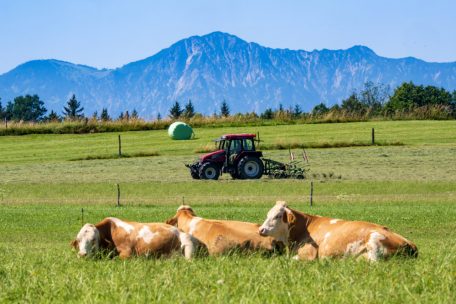 „Klimasünder“ auf dem Feld: Laut australischen Forschern haben die Emissionen aus der Nutztierhaltung eine deutlich stärkere Treibhauswirkung als Kohlendioxid – Methan ist 25-mal stärker, Lachgas sogar 298-mal