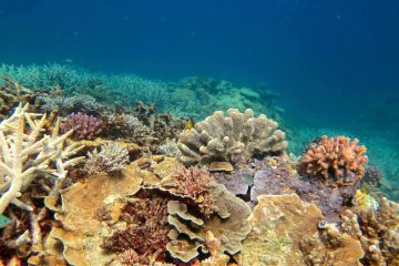 Unesco-Weltnaturerbe / Australien meldet überraschendes Korallen-Comeback am Great Barrier Reef