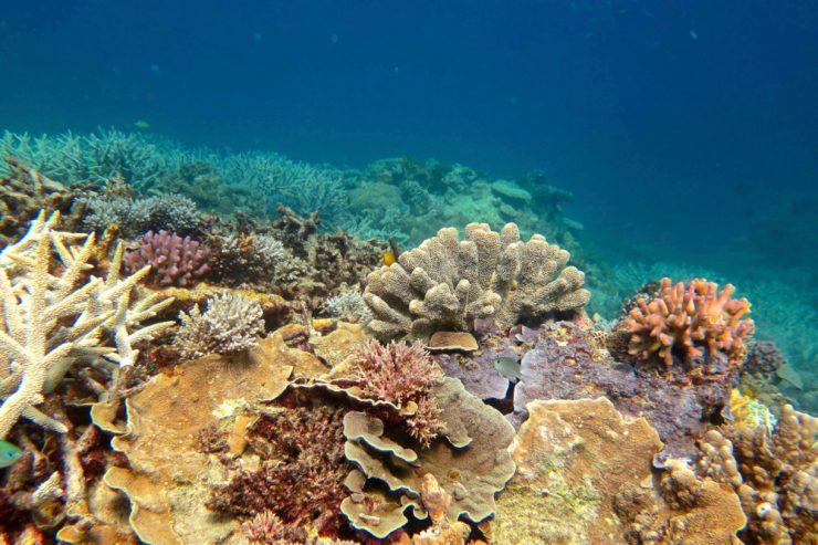 Unesco-Weltnaturerbe / Australien meldet überraschendes Korallen-Comeback am Great Barrier Reef