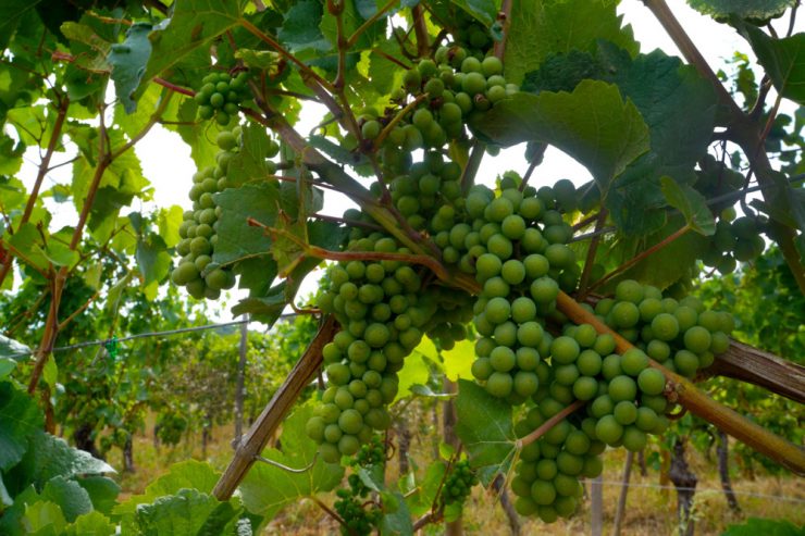 Moselregion / Dürre-Dauerstress für Reben und Winzerschaft: Es regnet, wenn es regnen will …