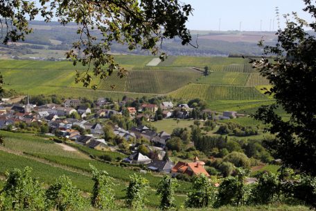 Die Moselregion ist f&uuml;r den Weinanbau bekannt&nbsp;