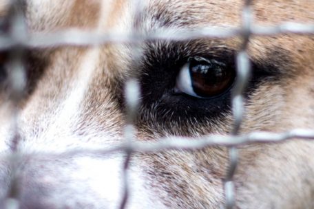 Folgen der Pandemie / „Voll bis unters Dach“: Corona-Tiere bevölkern deutsche Tierheime