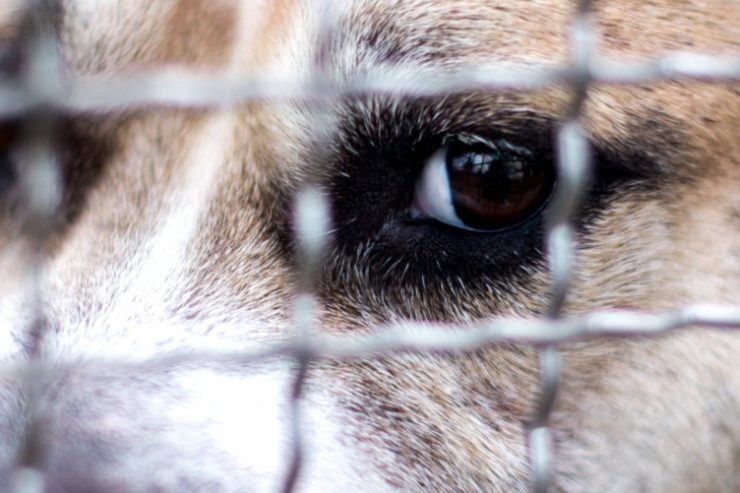 Folgen der Pandemie / „Voll bis unters Dach“: Corona-Tiere bevölkern deutsche Tierheime