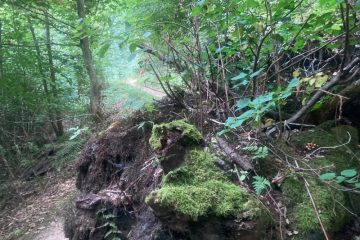 Abenteuer / Dunkle Pfade und ein „stinkender Robert“: So verläuft das Night Survival in Fels 