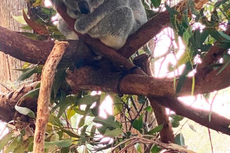 Ein schlafender Koala im australischen Koala-Hospital