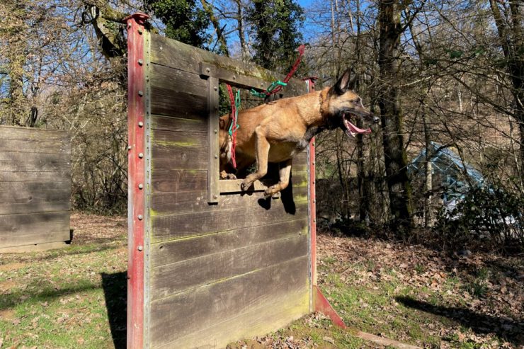 Helfer auf vier Pfoten / Wenn Hunde Menschen retten