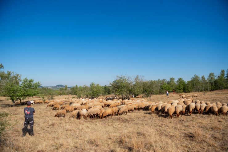 Luxemburg / Umweltfreundliche Rasenmäher im Minett: Wie Schafe und Ziegen zum Artenschutz beitragen