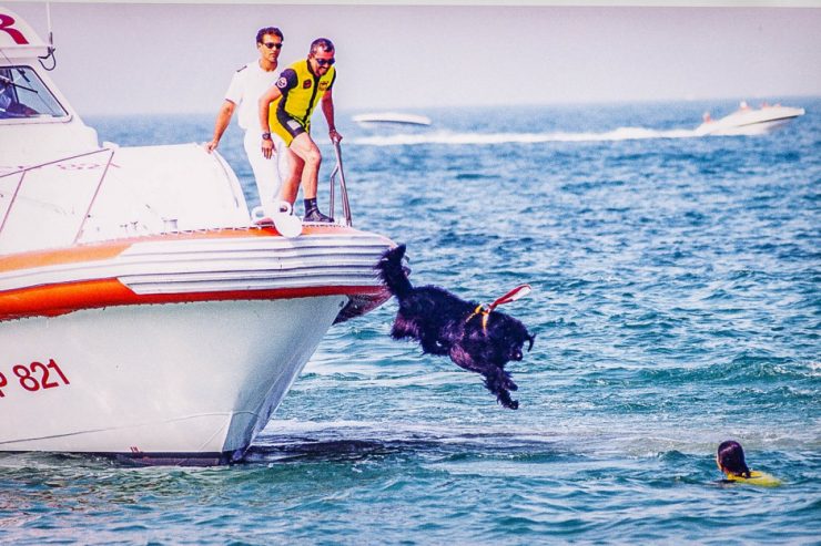 Tierische Helfer / Seenotrettung auf vier Pfoten: „Scuola Italiana Cani Salvataggio“ im Einsatz am Strand