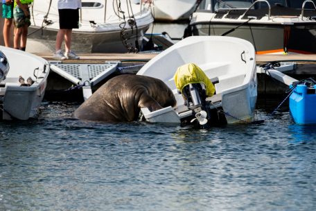 Norwegen / Sonnenhungriges Walross Freya sorgt für Massenandrang in Oslo
