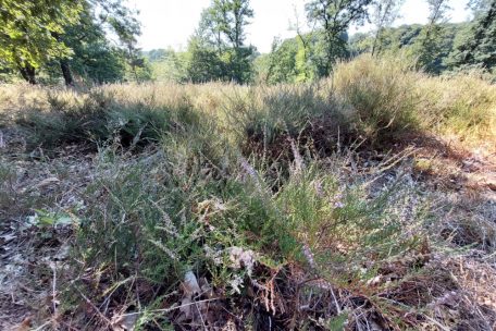Blütenmeer / Wanderung durch den „Groussebësch“: Heiden, ein selten gewordener Lebensraum