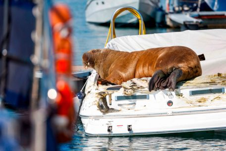 Norwegen / Vor Oslo schwimmendes Walross Freya eingeschläfert