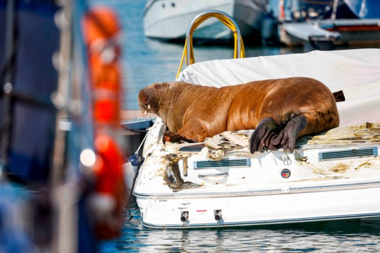 Norwegen / Vor Oslo schwimmendes Walross Freya eingeschläfert