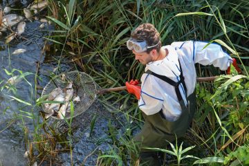 Deutschland / Tödliche Fracht in der Oder? Das rätselhafte Fischsterben geht weiter