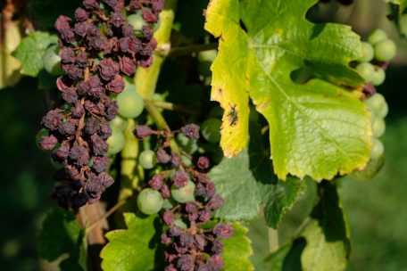 Vom falschen Mehltau befallene Trauben fangen an zu schrumpeln und fallen anschließend ab