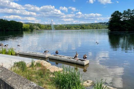 Nilg&auml;nse im Echternacher See &hellip; eventuell bald auch umgeben von Menschen!