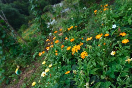 Naturnahe Gr&uuml;nfl&auml;chen werden nicht nur billiger im Unterhalt, sie helfen auch zahlreichen Insekten