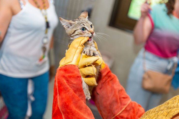 Schifflingen / Tierheim schlägt Alarm: Die Katzenzimmer platzen aus allen Nähten