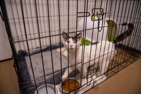 Katzen, die im Tierheim ankommen, müssen erst mal für zehn Tage in Quarantäne