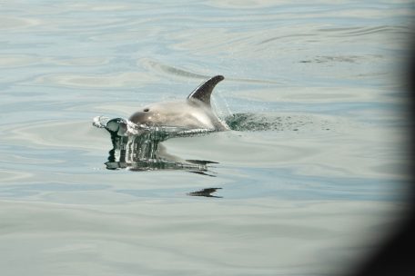 Weißseitendelfine spielen um das „Whale Watching“-Boot herum