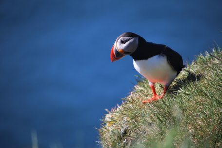 Papageientaucher kann man auf den Westfjorden beobachten