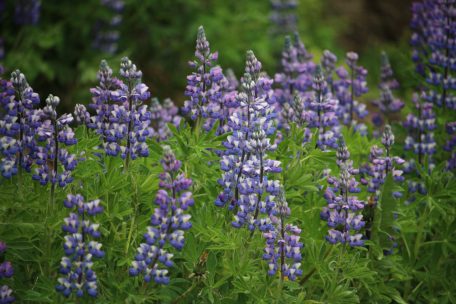 Lupinen sind eine invasive Pflanzenart. Doch in Island bedecken sie bereits weite Teile der Insel. 