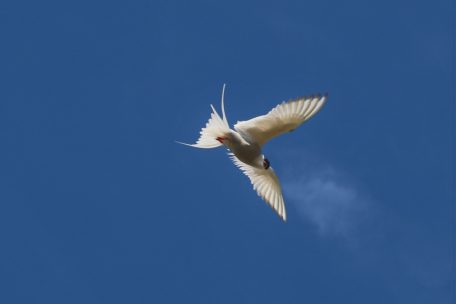 Küstenseeschwalben verteidigen lautstark ihr Nest