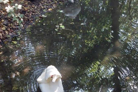 Die Schw&auml;ne am Echternacher See bei ihrer Morgenroutine