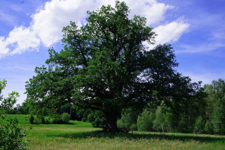 Unter der monumentalen Eiche soll Mozart bei seinen Besuchen in Seeon des Öfteren geruht haben