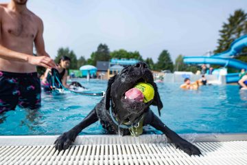 Wasserspaß / Bahn frei für die Vierbeiner: So sah der Hundebadetag im Beforter Schwimmbad aus