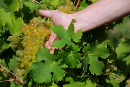 Das Lesegut in den Luxemburger Rebenh&auml;ngen besticht ausnahmslos durch erstklassige Reife