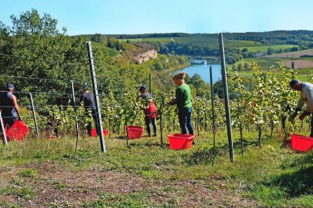 Traubenlese / Born to be wine: Der Weinjahrgang 2022 verspricht ausgezeichnete Erzeugnisse