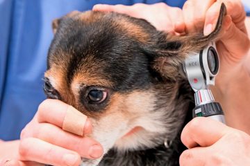 Luxemburg / Neues Notdienstsystem für Kleintiere tritt am 1. Oktober in Kraft