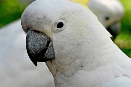 Läuft alles wieder im Gefieder? Wenn nicht, müssen Kakadus schnell zum tierärztlichen Notdienst.