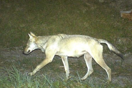 Umwelt / „Top-Prädator“: Ist der nächste Wolf in Richtung Luxemburg unterwegs?