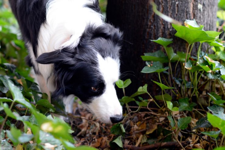 Schneckenschleim / So schützen Sie Hund und Katze vor Lungenwürmern