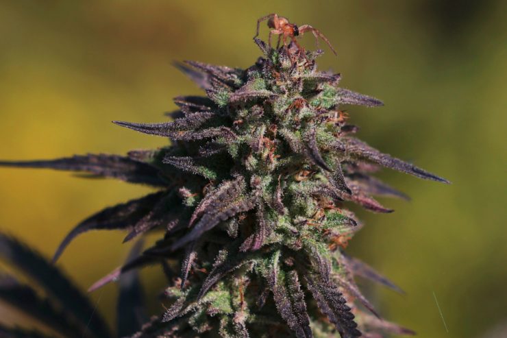 Schon legal oder noch illegal? / Die Hanfgrower stehen in den Startlöchern