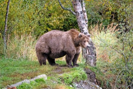 Die Silbermedaille geht in diesem Jahr an die B&auml;rin 901, ein sechs Jahre altes Weibchen aus dem Katmai-Nationalpark