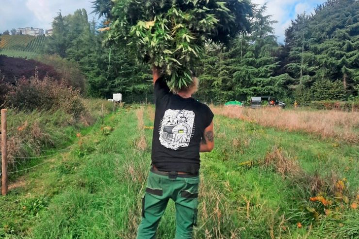 Luxemburg / Hanfbauer fährt Ernte ein: 20.000 CBD-Pflanzen unter freiem Himmel