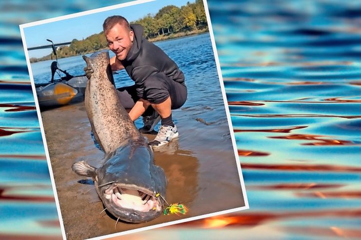„Catch and Release“ / Rekordfang an der Luxemburger Mosel: Hobbyangler fängt 2,28 Meter langen Flusswels
