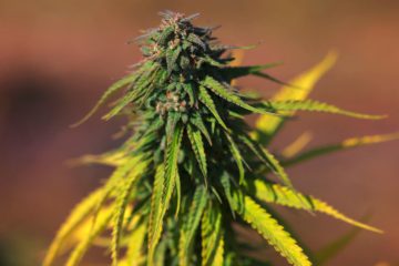 Deutschland / Bundeskabinett beschließt Eckpunkte für Cannabis-Legalisierung