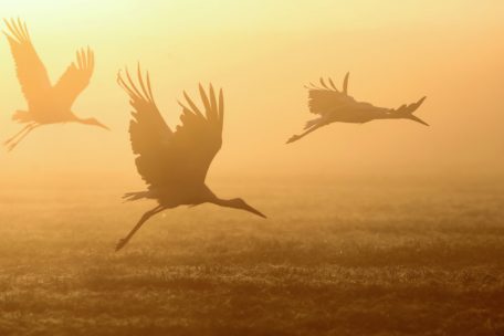 Kinderwissen / Wenn die Vögel in den Süden ziehen