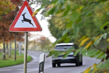 Luxemburg / Achtung Wildwechsel: So geht es auf den Straßen sicher durch den Herbst