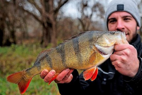 Perchmaster 2022 / Angeln ohne Töten: Am „Catch and Release“ scheiden sich die Geister