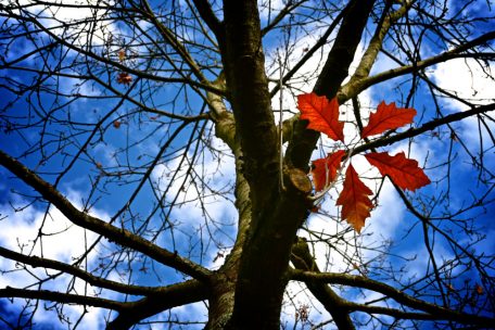 Wetter / Warmer Herbst in Luxemburg: Meteolux verzeichnet Rekord-Oktober 