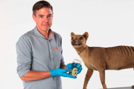 Dieses von der Universit&auml;t Melbourne zur Verf&uuml;gung gestellte Foto zeigt Professor Andrew Pask mit einem konservierten Tasmanischen Tigerbaby in einem Glas und einem Modell des Tieres