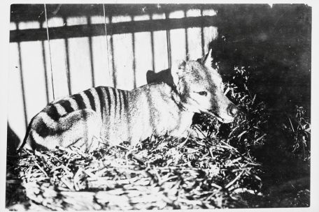Ein Tasmanischer Tiger in Gefangenschaft (Foto aus dem Jahr 1930)