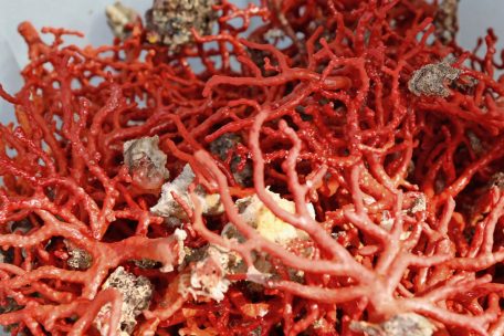 Wissen / Das Rote Meer als womöglich letztes Refugium für Korallen