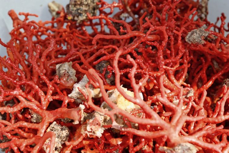 Wissen / Das Rote Meer als womöglich letztes Refugium für Korallen