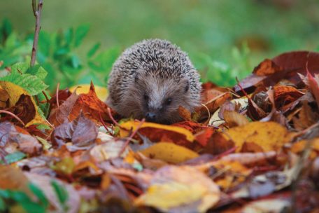 Ratgeber  / Nicht zu viel Ordnung: In diesen Gärten fühlen sich Igel wohl