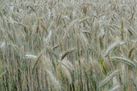 EU-Agrarministerrat / Teurer Dünger – ein schlechtes Omen für Lebensmittelpreise